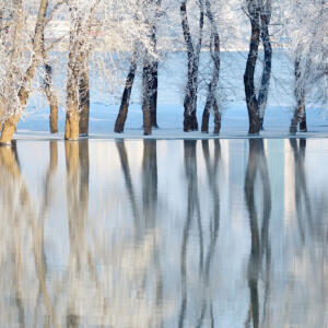 winter trees on the water