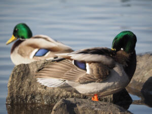 two ducks on rocks