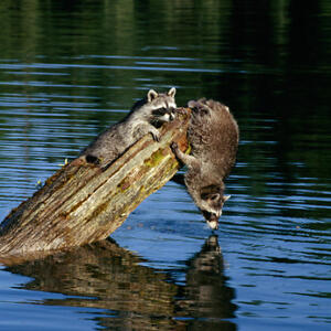 raccoons on logs over the water