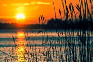 yellow and orange sun setting over the lake with reeds in foreground
