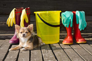 small dog on porch sitting with cleaning supplies