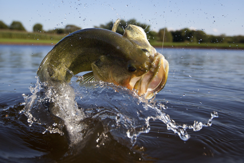 big fish on fishing line coming out of the water