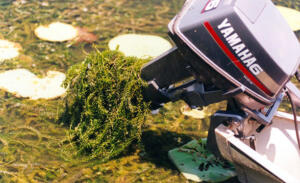 Invasive species: Hydrilla on Boat Motor