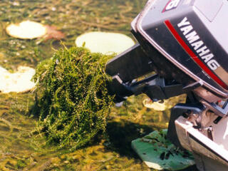 Hydrilla on Boat Motor