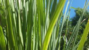 up close of green, blade-like lemon grass leaves used to prevent bugs at the lake 