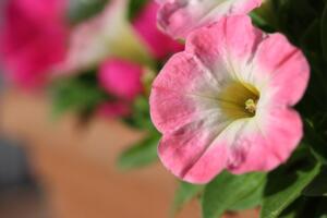 pink and yellow petunia bloom planted to prevent bugs at the lake 