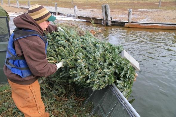 Person disposing of Christmas tree in lake for fish habitat
