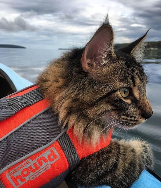 Pet Safety at the Lake: Your Cat Co-Captain | Lake Homes Realty