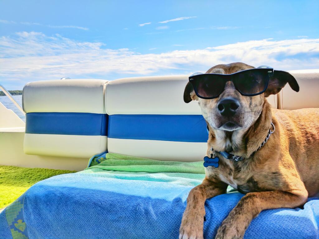 dog beating the summer heat on a boat