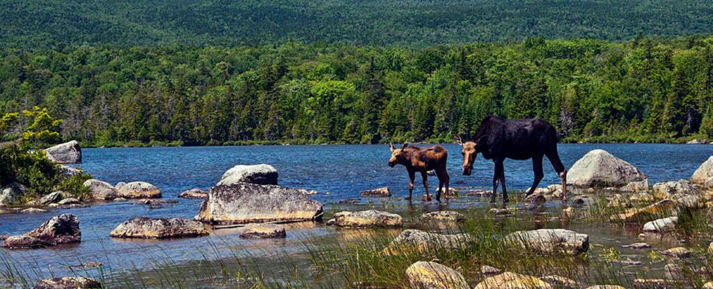 Moose walking along Moosehead Lake