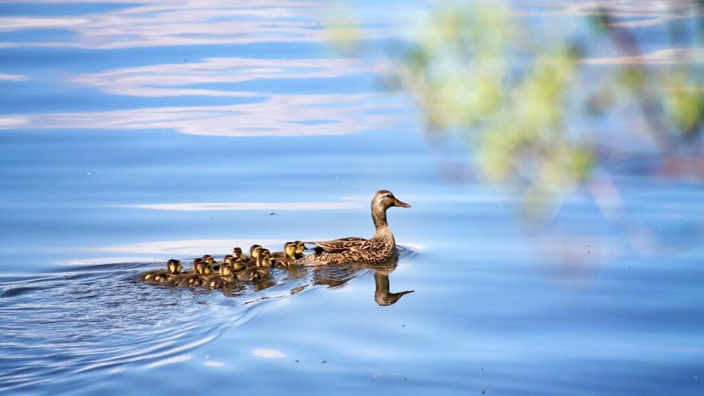 Duck with baby ducklings following