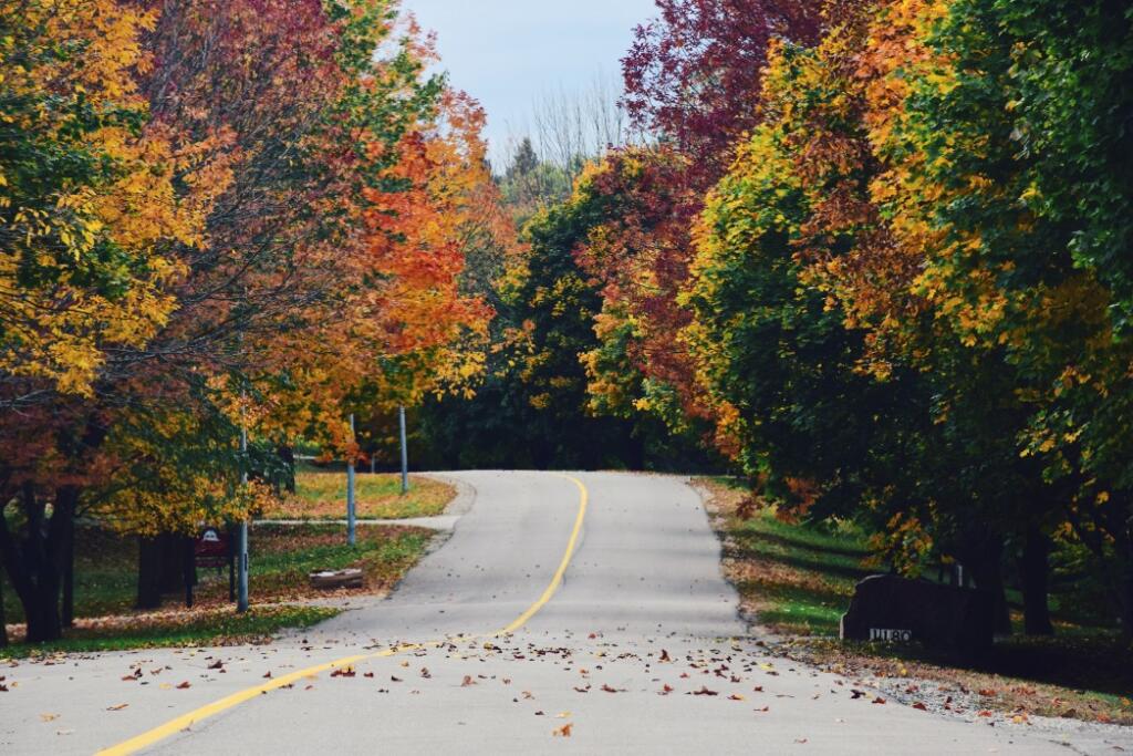 Autumnal road with colorful trees 