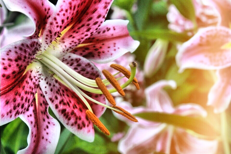 Asiatic lilies zones 7-9 gardening lake home tips