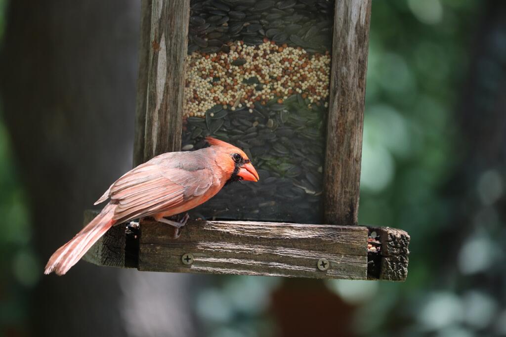 How to Attract Birds to Your Lake House