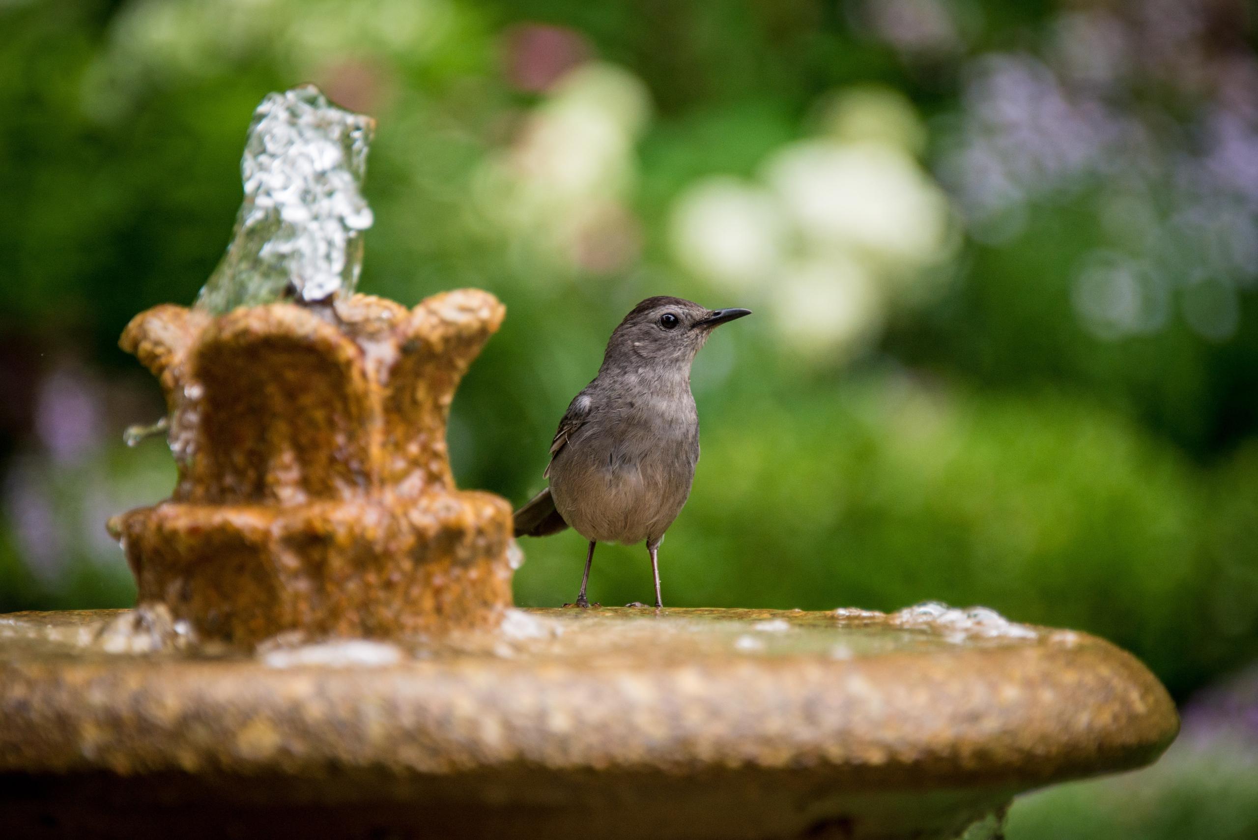 Bird Bath Splash Zone