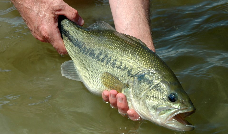 New catch-and-release fishing video