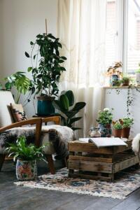 Fall Indoor Plants for Your Lake House