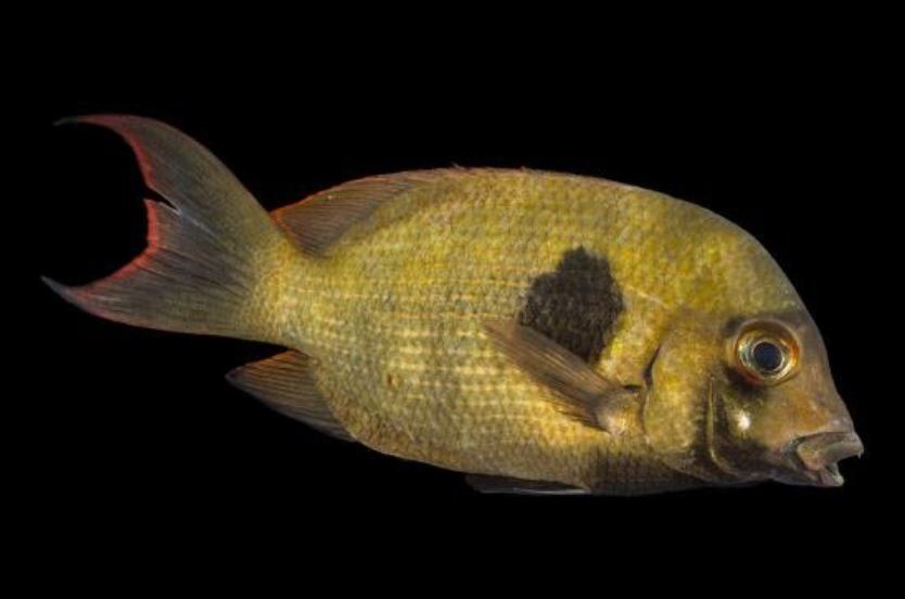 rare freshwater fish species