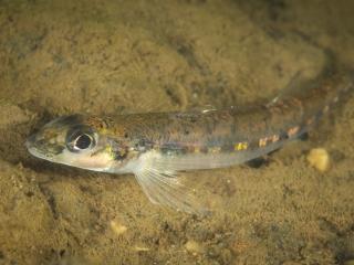 Diamond darter resting on rock bottom, Hagerty, Ryan/USFWS, Public Domain, https://www.fws.gov/media/diamond-darter-resting-rock-bottom