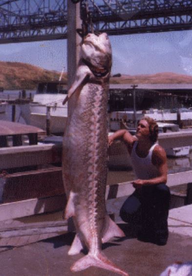 Largest Record-Breaking Fish By Species