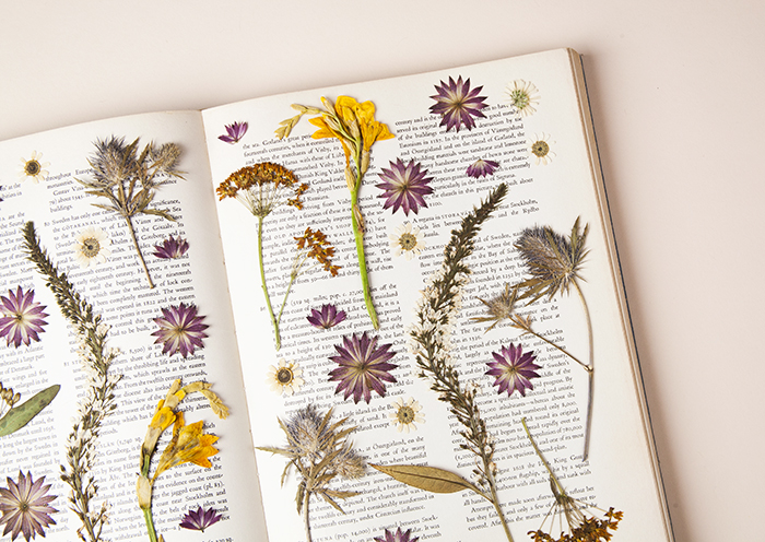 Dried Wildflowers Collection