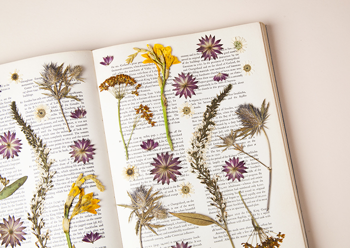 Mixed Dry Flowers, Dried Pressed Flowers for Crafts, Dried Flowers