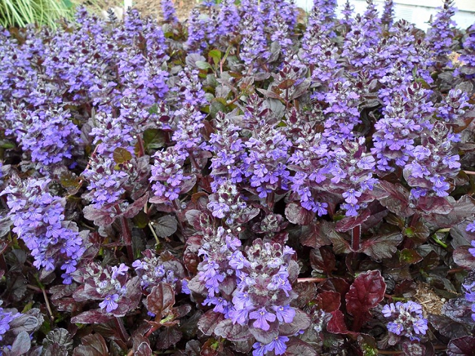 the-best-types-of-ground-covers-for-your-backyard