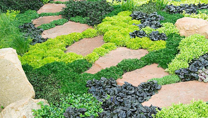 the-best-types-of-ground-covers-for-your-backyard