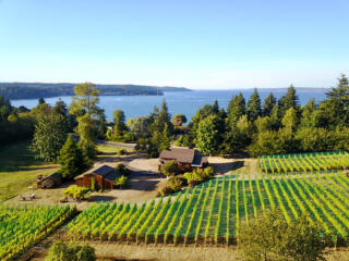 Vineyards in Washington overlooking the Puget Sound near Seattle.