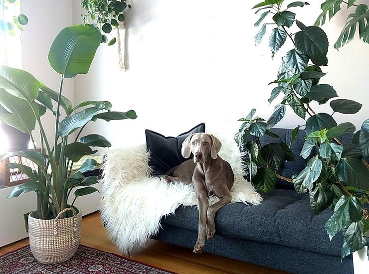 Pet-Friendly Houseplants