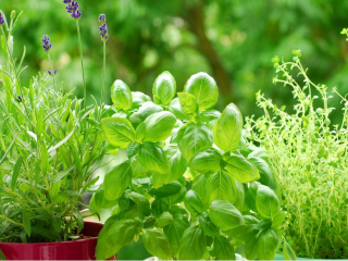 garden fresh herbs in pots