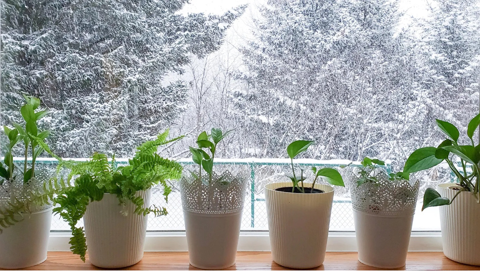 potted plants in a window with a frosty winter scene in the backdrop