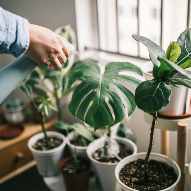 hand with spray water bottle spraying leaves of indoor plant