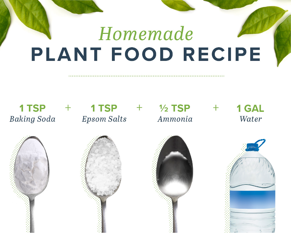 Homemade Plant Food Recipe Chart