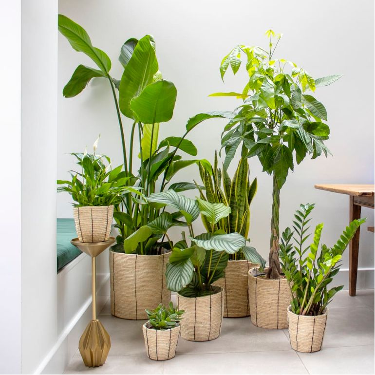 Houseplants in a grouping by a window seat with green cushion