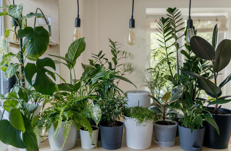 grouping of indoor plants with grow lights hanging above and window in the background