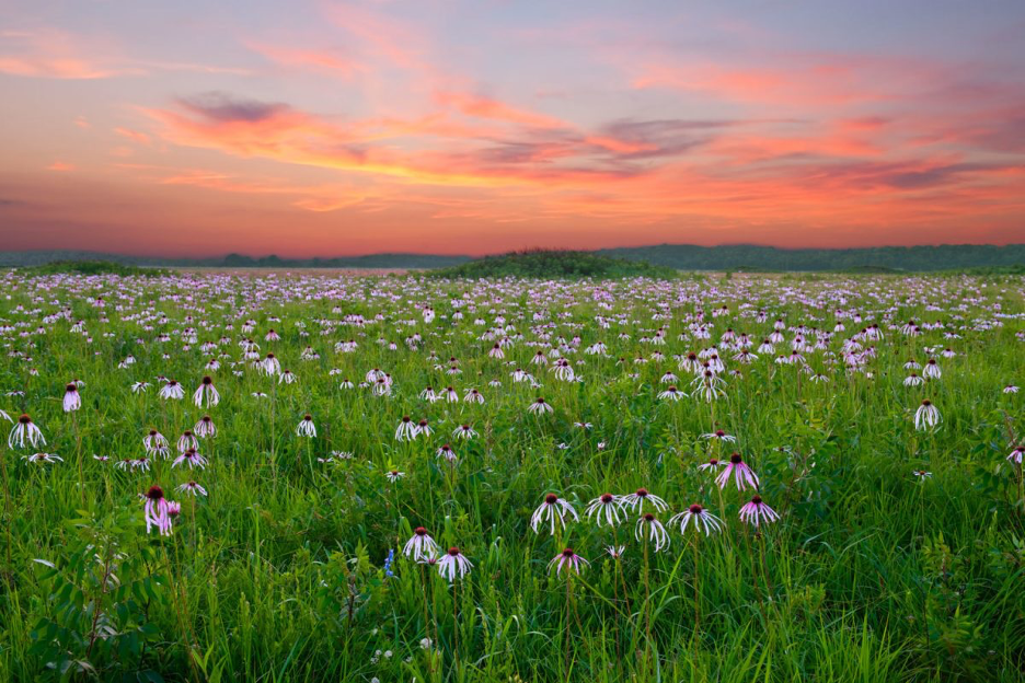 Drought-tolerant prairie grasses in North Carolina landscape