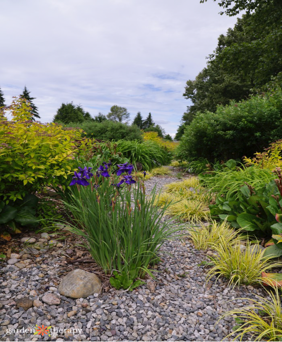 Rain garden example in Pacific Northwest lake region from Garden Therapy