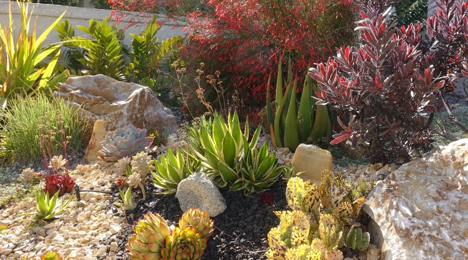 Xeriscaping with native succulents and hardy drought-tolerant plants from Epic Gardening